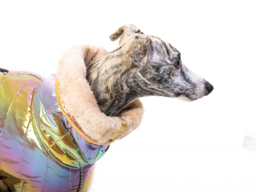 THERMOCOAT CHROMA – zimní bunda pro psa