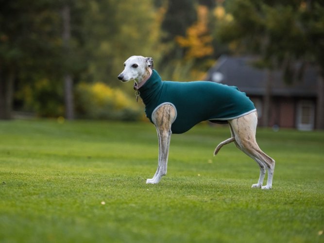 Lightweight sweatshirt for the French Terry dog