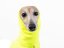 DOG FLEECE SWEATSHIRT