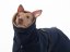 Arctic Tail Shell – zimní bunda pro psy s ocáskem nahoru