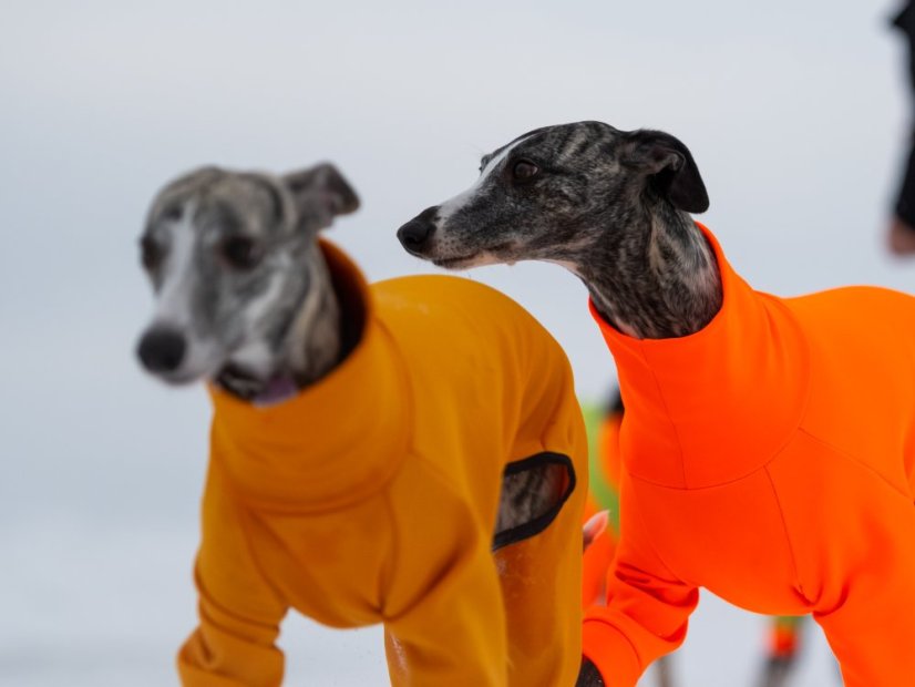 ZARYA ThermoFlex | sportovní funkční overal pro psy
