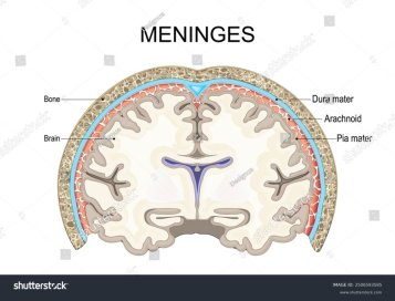 Co je psí meningitida? Typy meningitidy u psů