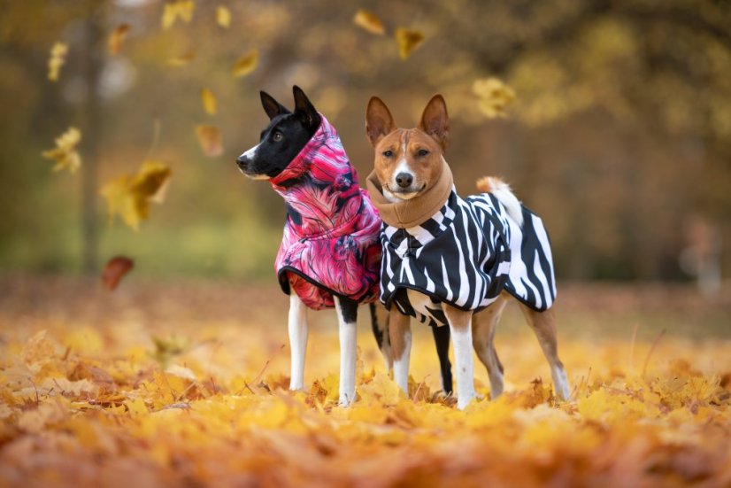 Africa Zebra – nepromokavá bunda pro psy s ocáskem nahoru