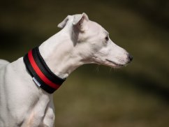 Semi-retractable collar lined with soft BLACK
