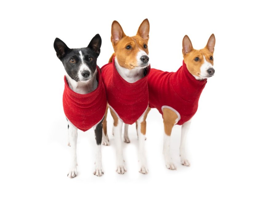 Basenji  warmkeeper shirt