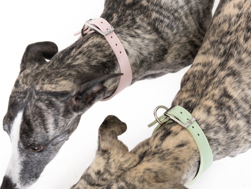 ZARYA SoftVegan – klasický obojek z umělé kůže pro chrty