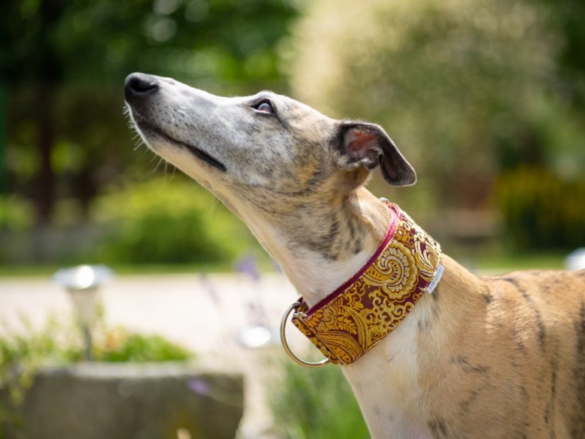 Brokátový luxusný obojok