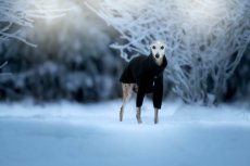 Tepláková mikina pro psy – přední nohavice