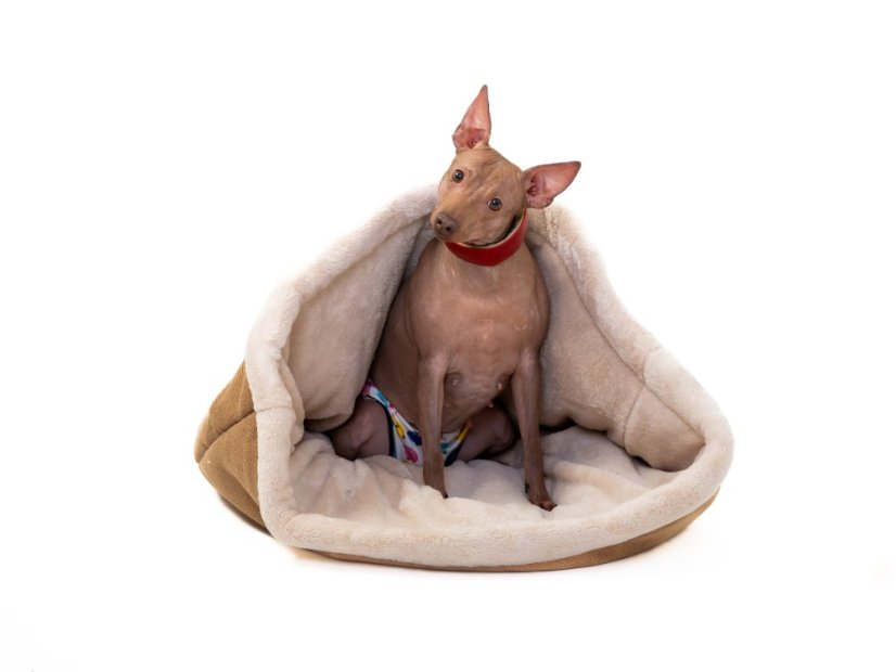 COMFORT Snuggle Sack for Dogs