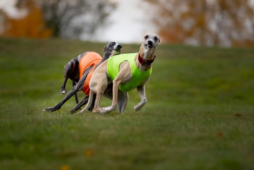 Tréningové tričko color jumper