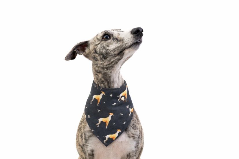 Šátek pro psa CODURA CHRT ČERNÝ