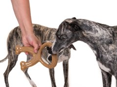 ZARYA ToughChew – odolná psia hračka na žuvanie, čistenie zubov a tréning