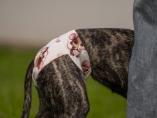 Hárací kalhotky pro psy