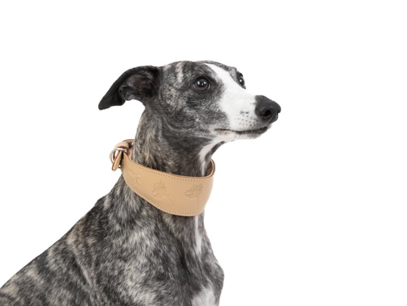 COLLARE PELLE SOFT BIANCO PER LEVRIERO, WHIPPET, PLI | Code Vanitose - Foto 5