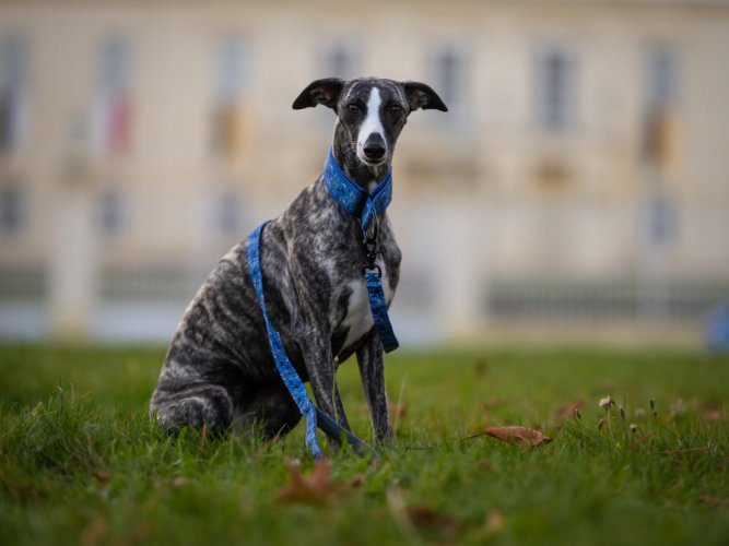 Greyhound collar set with leash