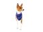 Basenji light sweatshirt VIOLET