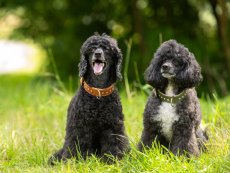 Obojek pro psy zdobený s kamínky kožený 30mm