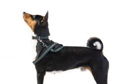 PEACOCK FEATHER Collar and Leash Set