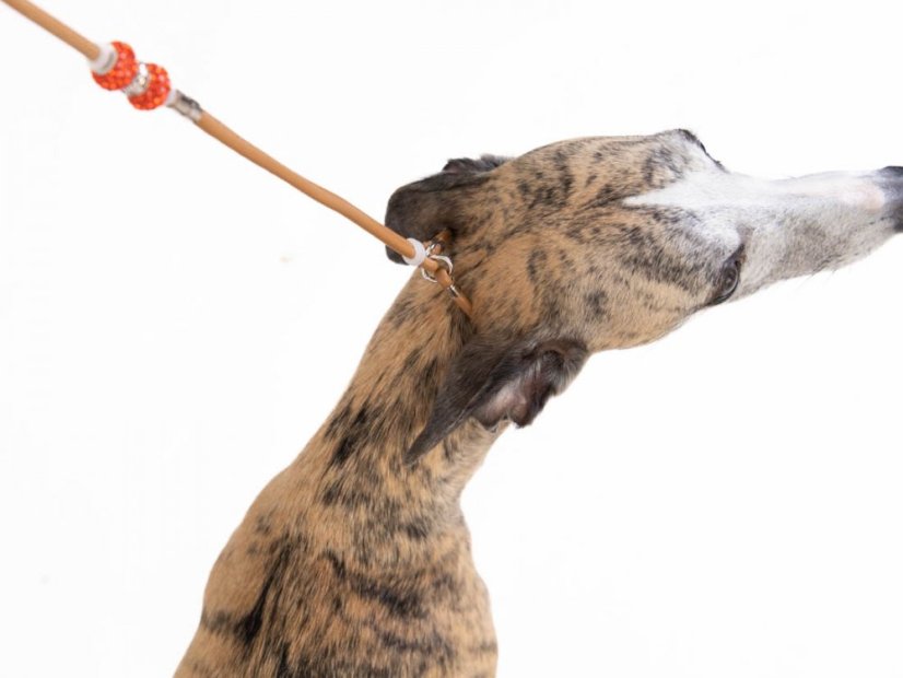 Kožené výstavní vodítko s úzkým obojkem pod krkem