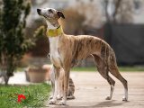 collar yellow