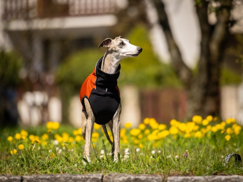 RAIN ARMOR FLEX HOODIE - softshellová mikina pro psy