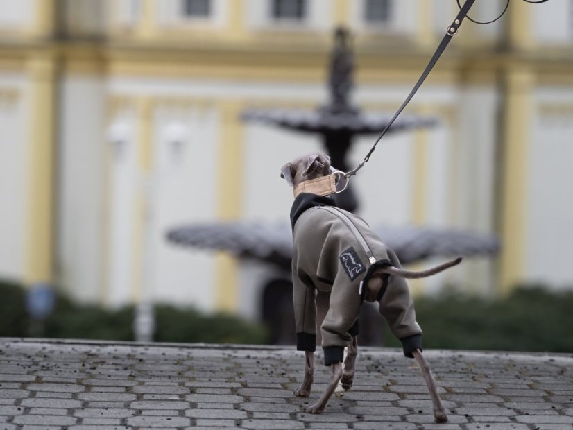 NEOPREN overal pro psy – maximální ochrana a pohodlí
