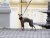 NEOPRENE overalls for dogs – maximum protection and comfort
