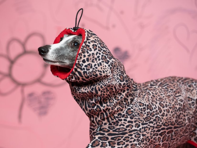 LEOPARD – zimní softshell bunda pro psy
