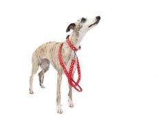 SET Obojku a Vodítka HEARTS