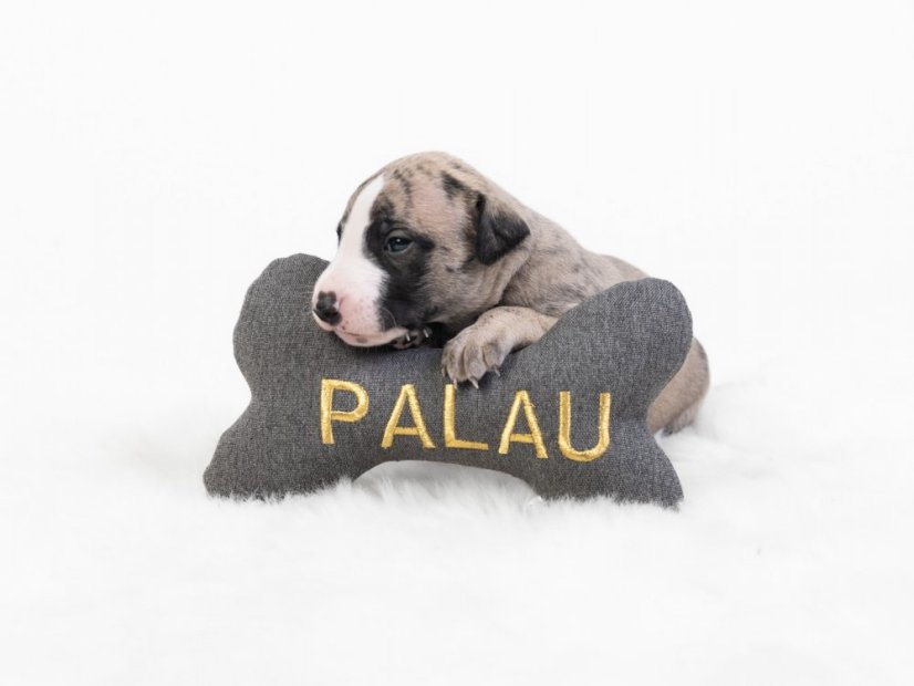 Osobná kocka pre psa s menom