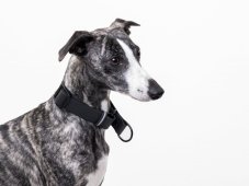 Minimalist semi-retractable collar made of hexa strap BLACK 30mm