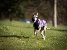 GALAXY SHIELD FLEX HOODIE - softshellová mikina pro psy