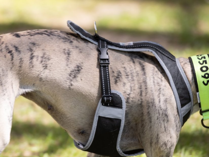 DYNAMIC CORE HARNESS – lehký postroj pro psy s maximální kontrolou a komfortem