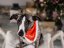 Vánoční šátek pro psa 30-40 cm/20 mm