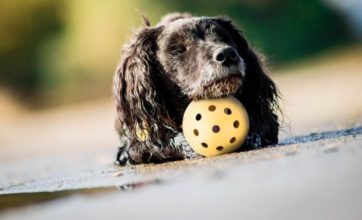 Perforated ball with bell, for blind dogs, ø 7 cm