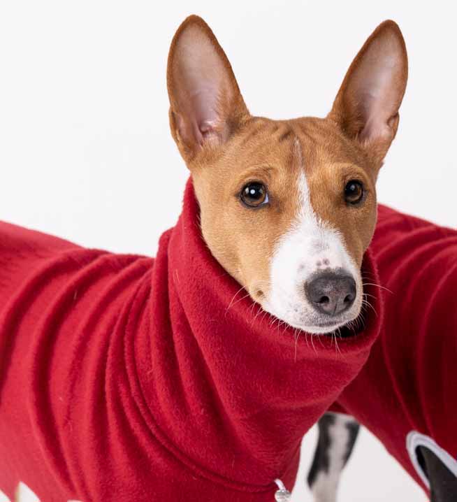 Basenji  warmkeeper shirt LONG