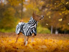 Africa Zebra – nepromokavá bunda pro psy s ocáskem nahoru