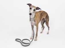 Obojek z polypropylenového popruhu s vetkanou gumou se stahovacím řetízkem