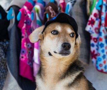 Clothes for the dog part of the modern age