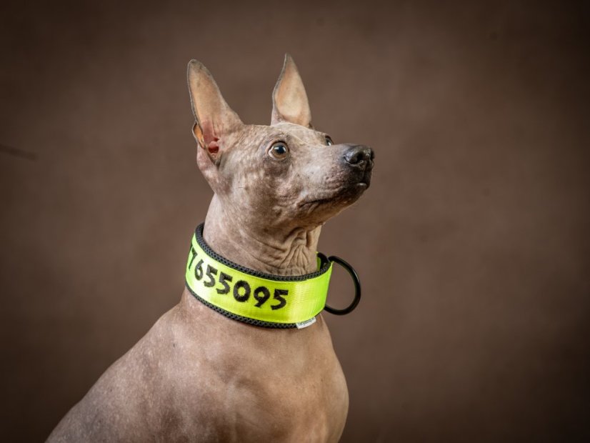 ZARYA COMFORT 3D NEON – personalizovaný polostahovací obojek pro psy