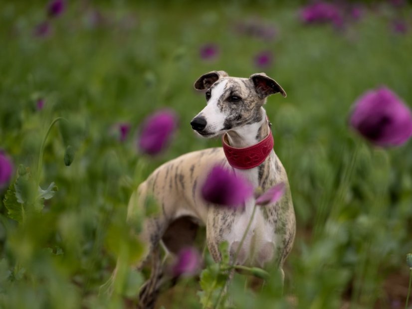 Kožený polstrovaný obojek pro chrty s motivem packy