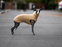 Dog Sweater – BEIGE, Size L