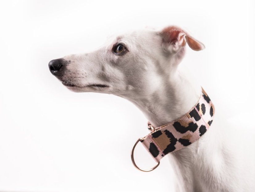 ANIMAL MOCA collar 4 cm