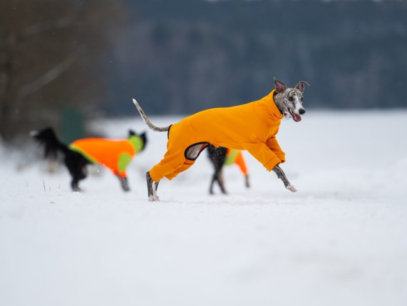 ThermoFlex | sportovní funkční overal pro psy s ocáskem nahoru