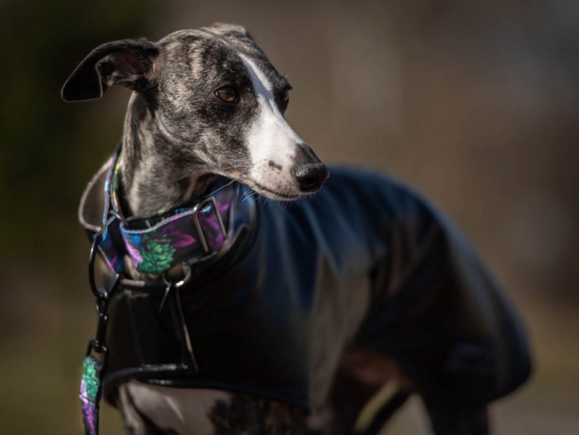 Obojek z nepromokavé tkaniny