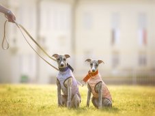 Sportovní mikina z lehké teplákoviny MIKKIMAUS ROSE