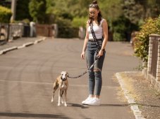 Design leash with greyhound motif collar