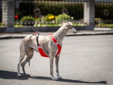 DYNAMIC CORE HARNESS – ľahký postroj pre psov s maximálnou kontrolou a komfortom