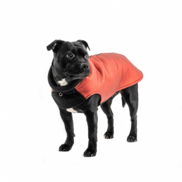 What features do materials like Neoprene bring to dog clothes?