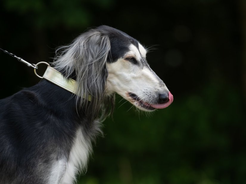 Obojek pro psy kožený 30mm